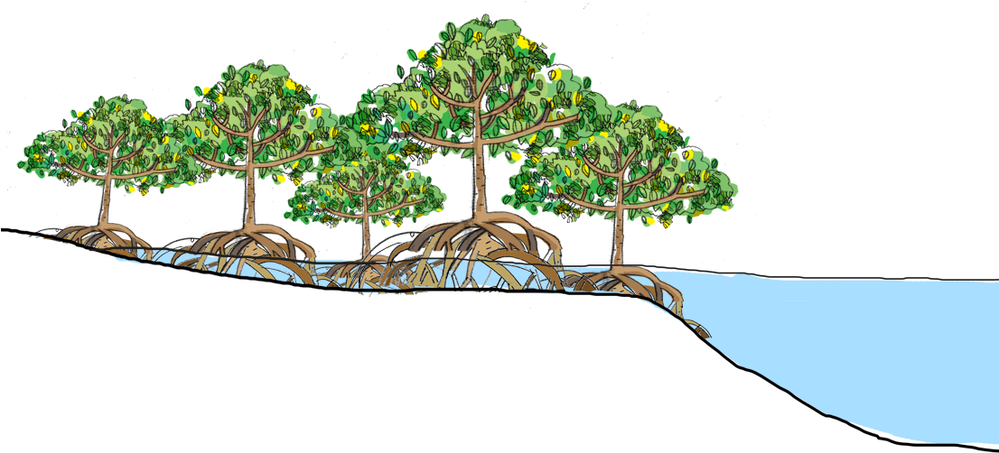 Mangrove Forests Are The "roots Of The Sea" - Mangroves Png (1105x514), Png Download