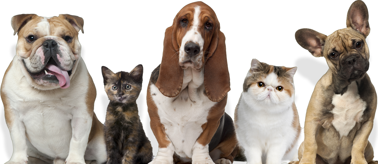 Coming Soon - Pets Cats And Dogs (1211x526), Png Download