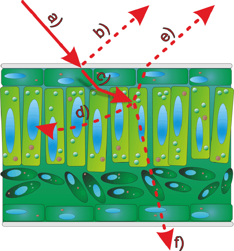 Interactions Between A Light Beam And A Leaf Surface (817x878), Png Download