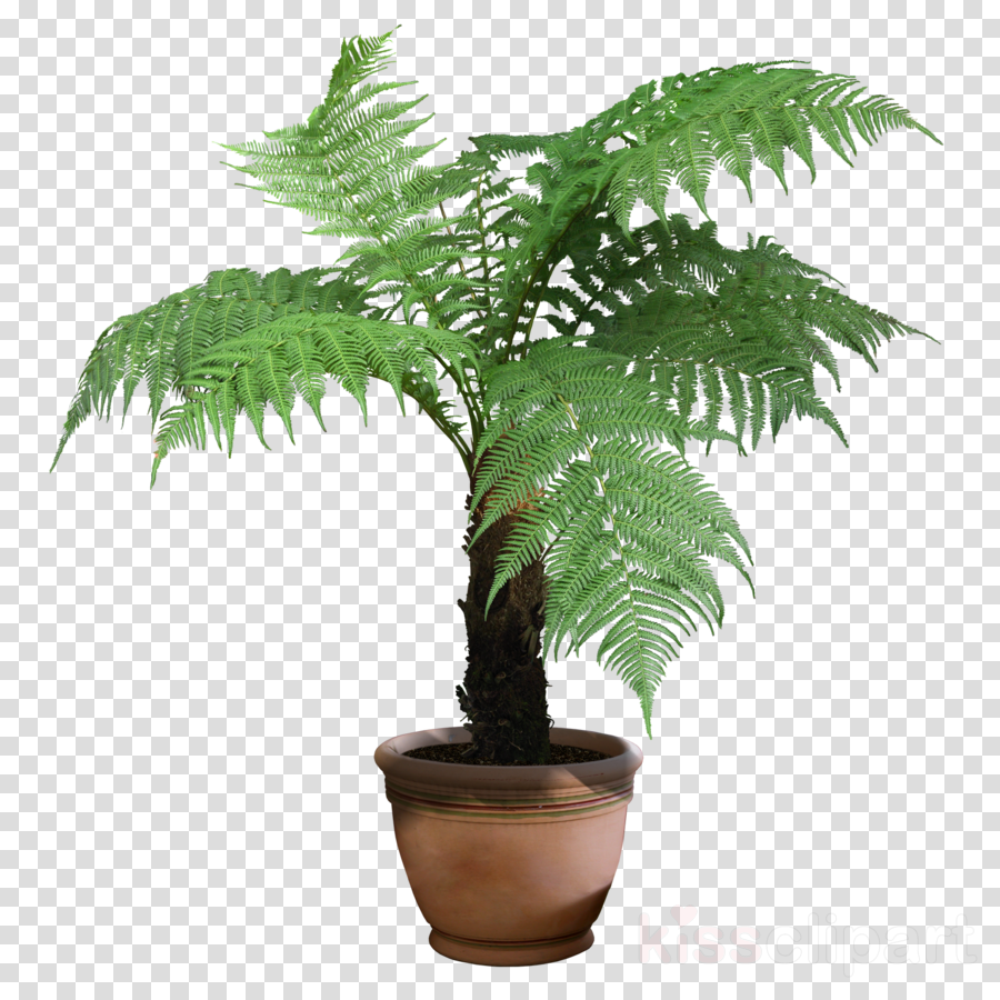 Plants Png Transparent Clipart Houseplant Indoor Plants - Australian Tree Fern (900x900), Png Download