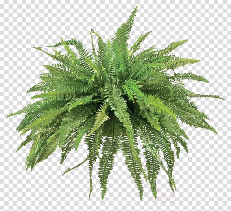 Plants Clipart Fern Vascular Plant Plants - Transparent Background Silver Fern (900x820), Png Download