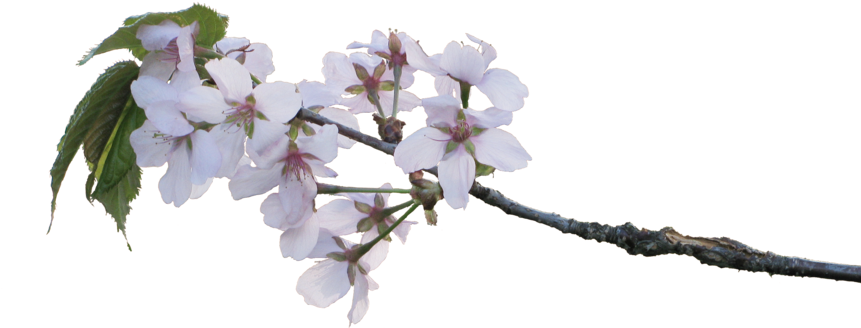 Blossoms By Amalus On - Apple Blossom Branch Png (900x391), Png Download