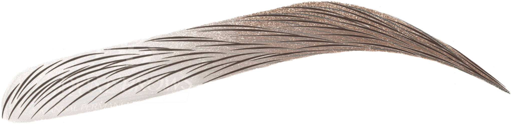 Day - Brows Png (2167x559), Png Download