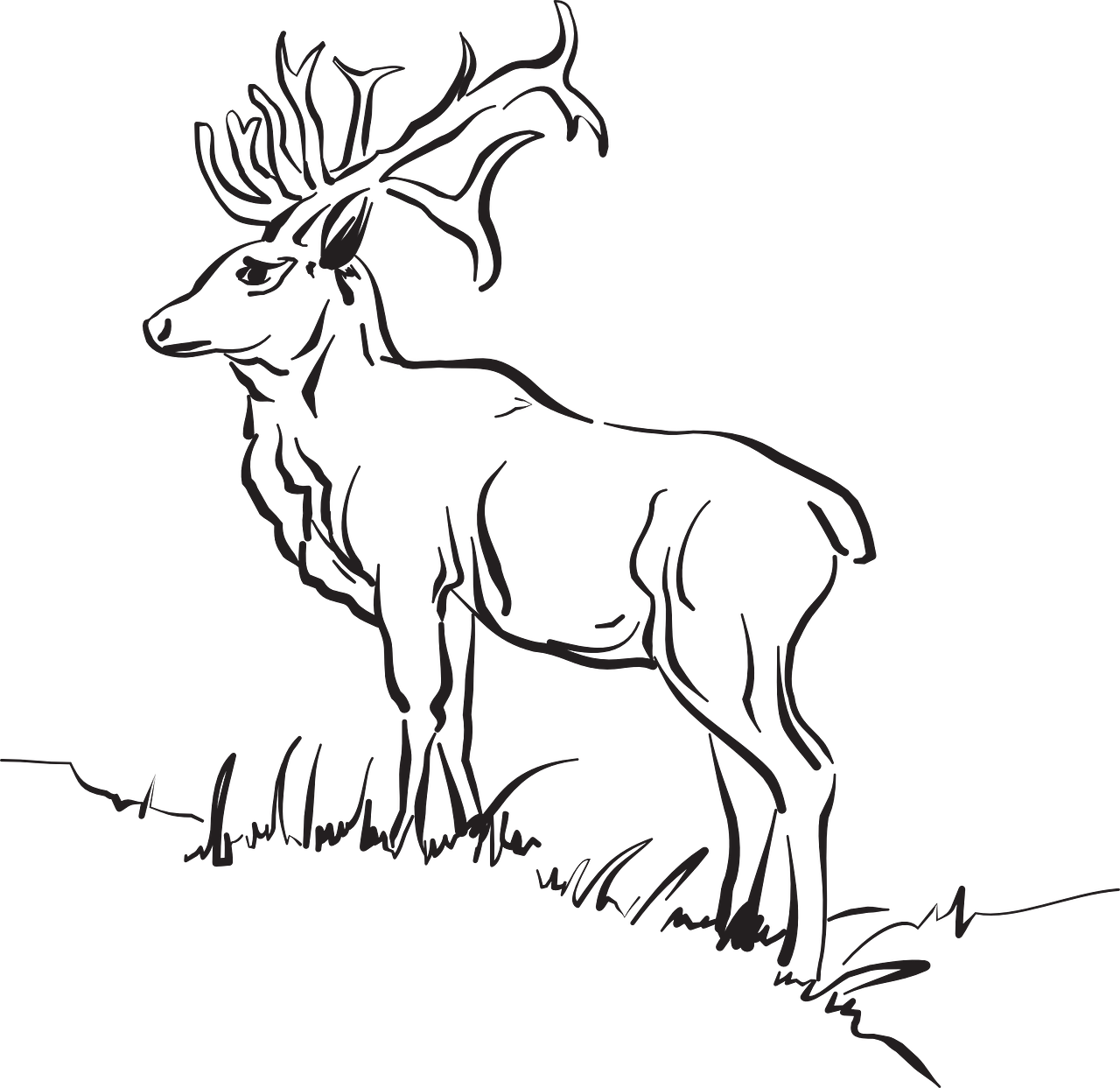 Download Deer Grass Forest Standing Animal Free Photo Animals Outline Deer Outline Sketch Clipart Png Image With No Background Pngkey Com
