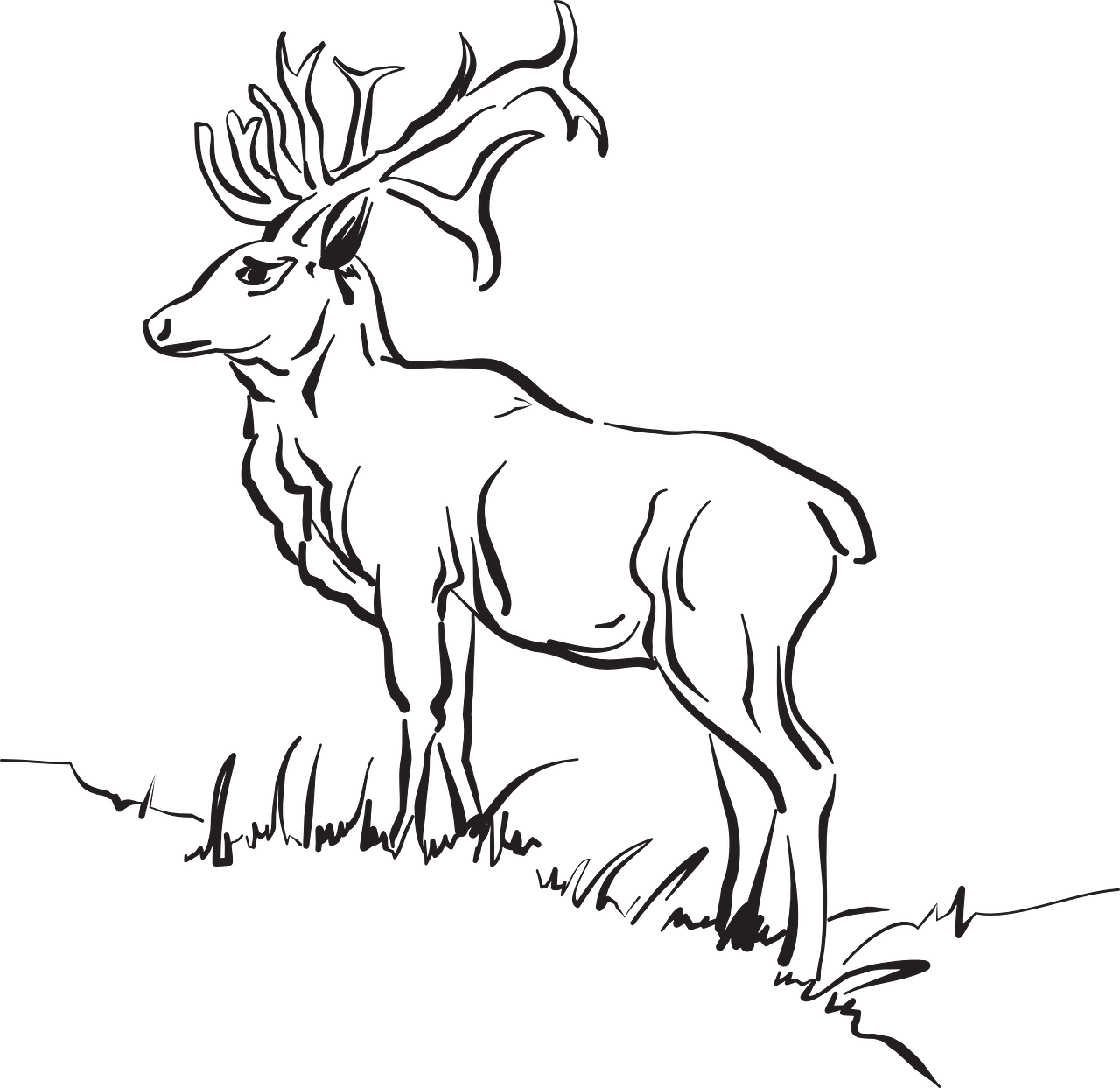 Deer Grass Forest Standing Animal Free Photo - Animals Outline Deer Outline Sketch Clipart (1280x1243), Png Download