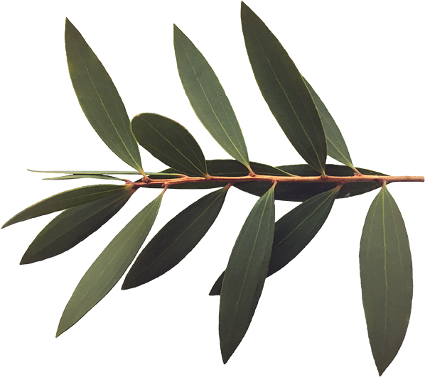 Monkwoodland Branch Decoration At Top - Twig (598x531), Png Download