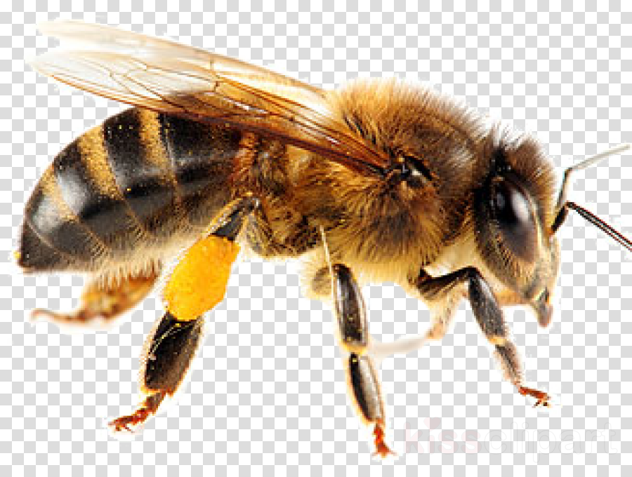 Bee Png Clipart Bee Insect - Bees Appearance (900x680), Png Download
