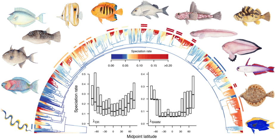 Fish (940x472), Png Download