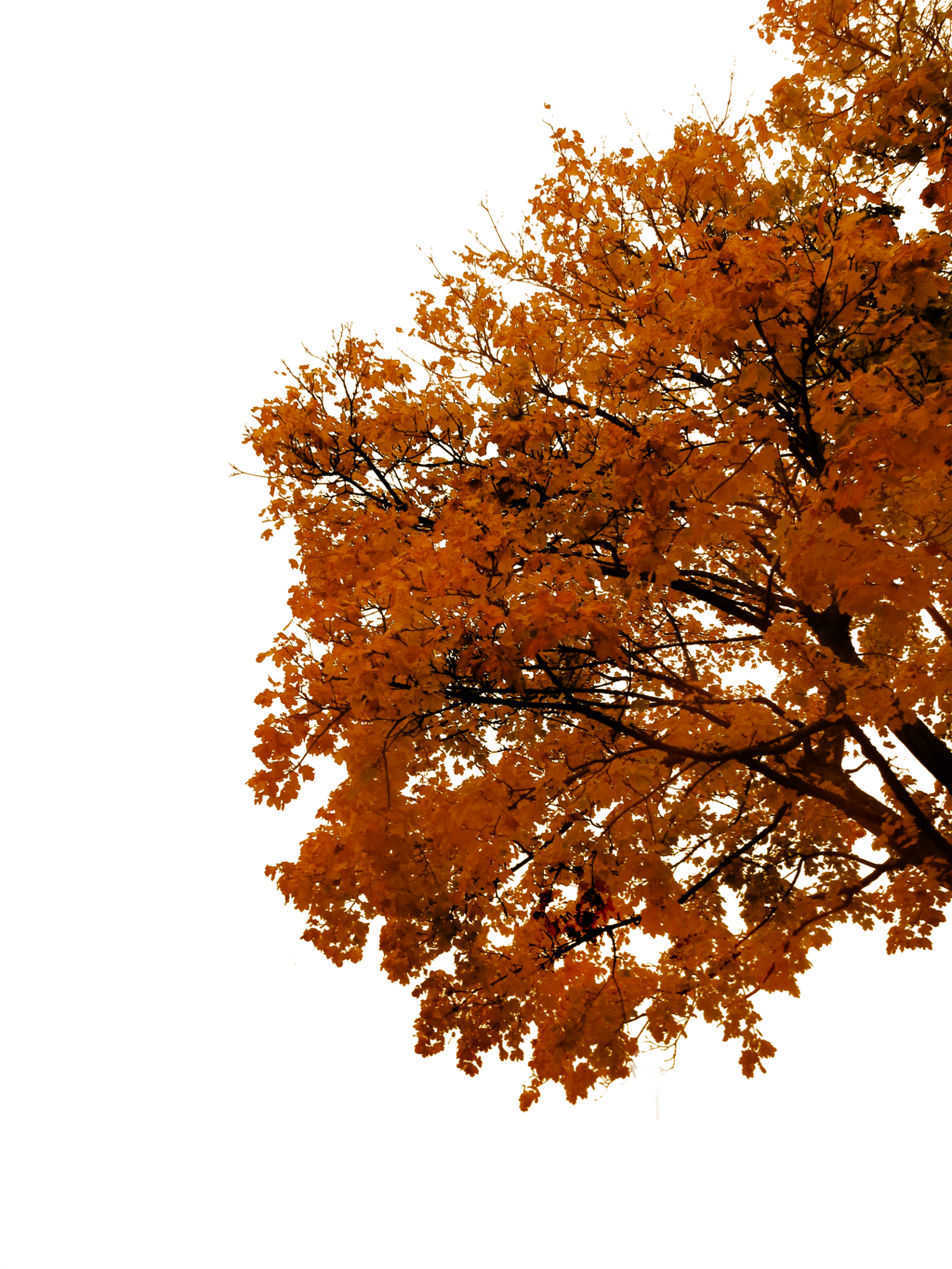 Autumn Cutout By Tigers Stock On - Cutout Autumn Tree Png (1024x1365), Png Download