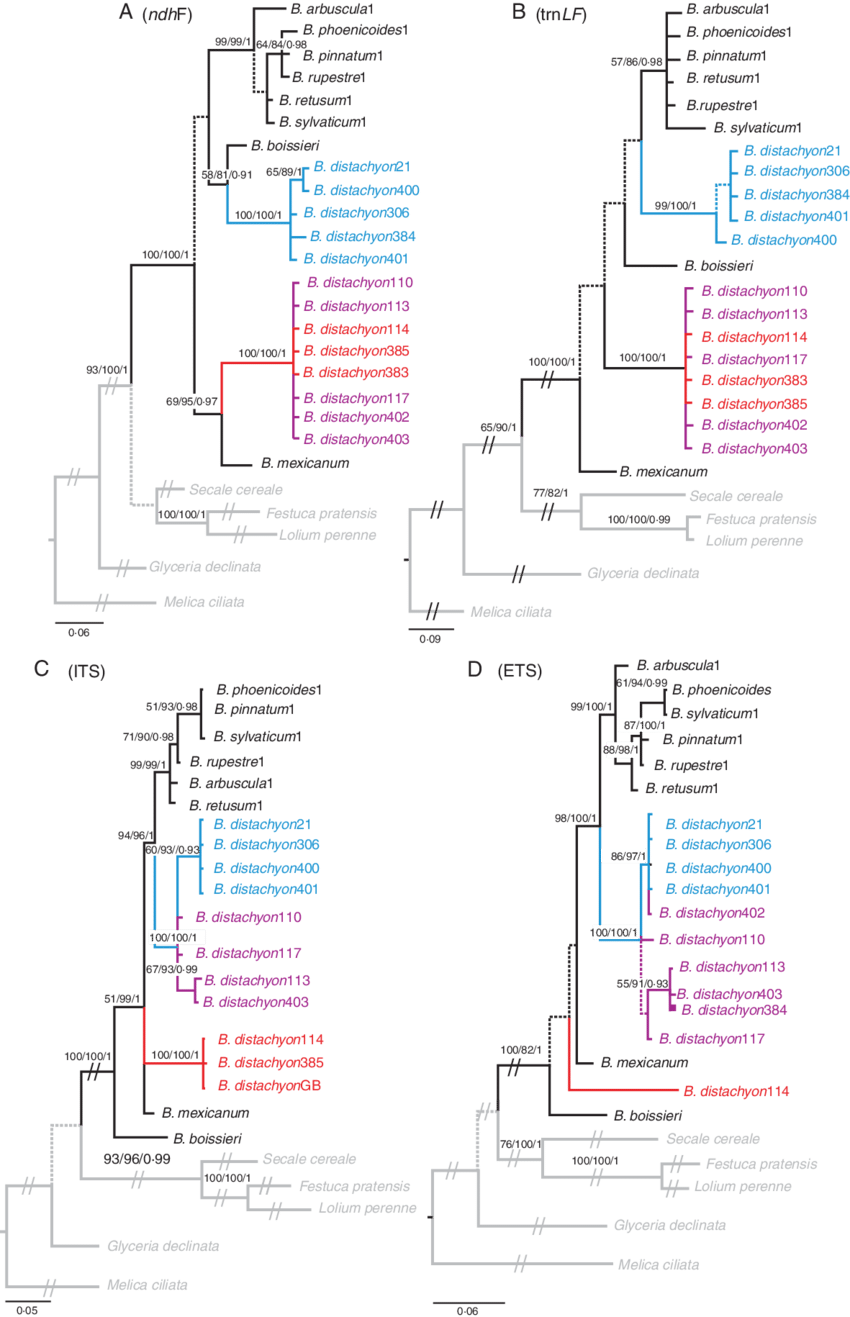 Bayesian Phylogenetic Trees Of Brachypodium Representatives - Brachypodium Distachyon (850x1317), Png Download
