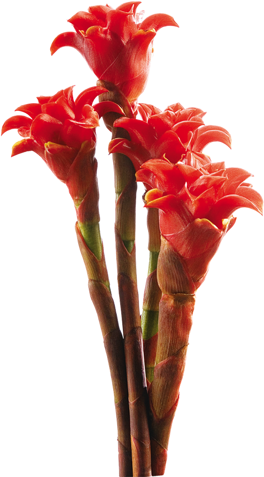 These Exotic Flowers Look Like Torches, Maracas, Bee - Lobster-claws (870x972), Png Download