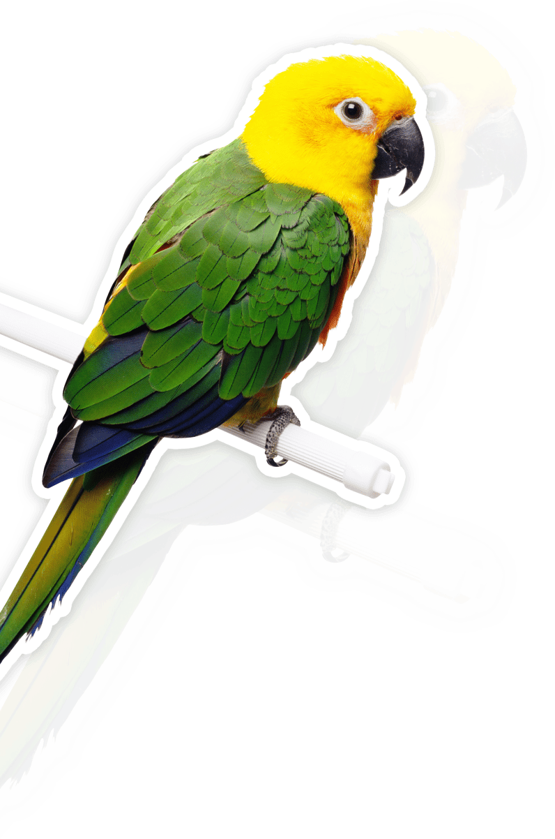 Parrot - Bird Parrot Bells Hanging Toys - Bird Parrot Bells (796x1202), Png Download