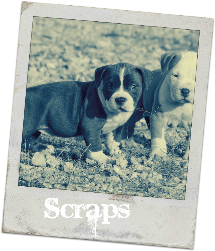 Pitbull-puppies - American Bully Puppy India (765x891), Png Download