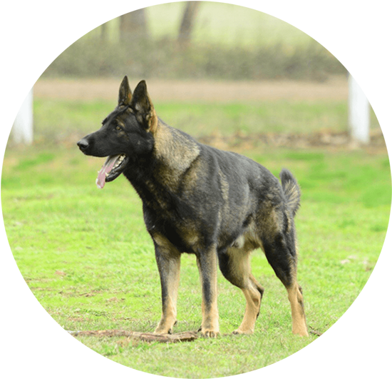 Social Relations100% - Dog (600x600), Png Download