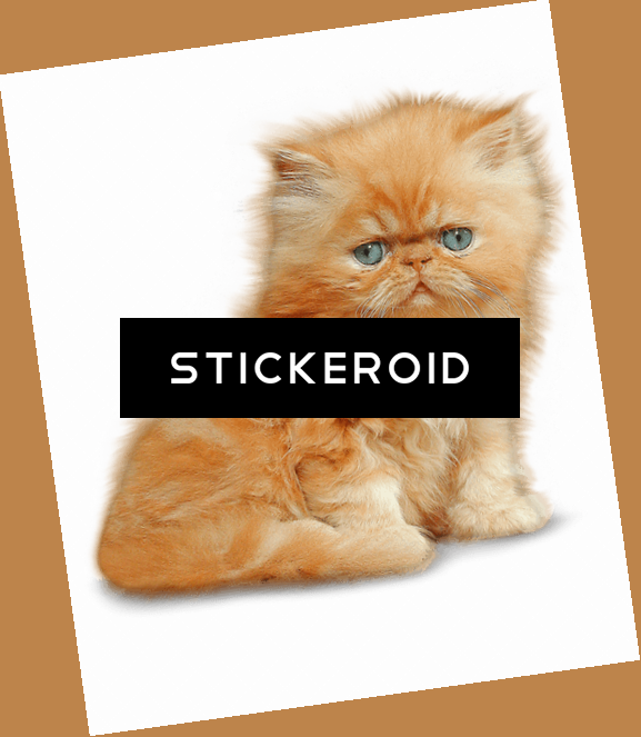 Kitten - Portable Network Graphics (577x663), Png Download