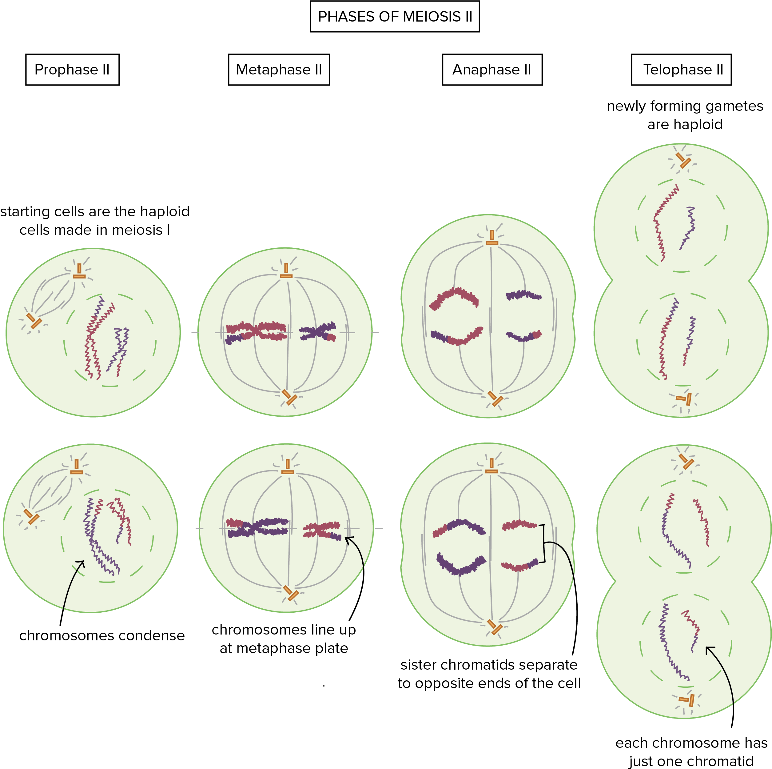 Hamster Cupcakes (2754x2725), Png Download