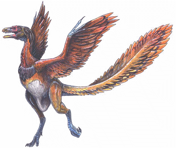 The Oldest Known Bird, Archaeopteryx, Lived 150 Million - Archaeopteryx Lithographica (618x522), Png Download