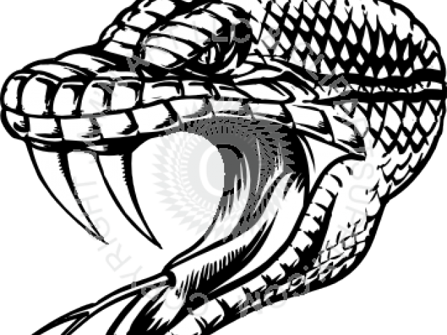 Snake Head (640x480), Png Download