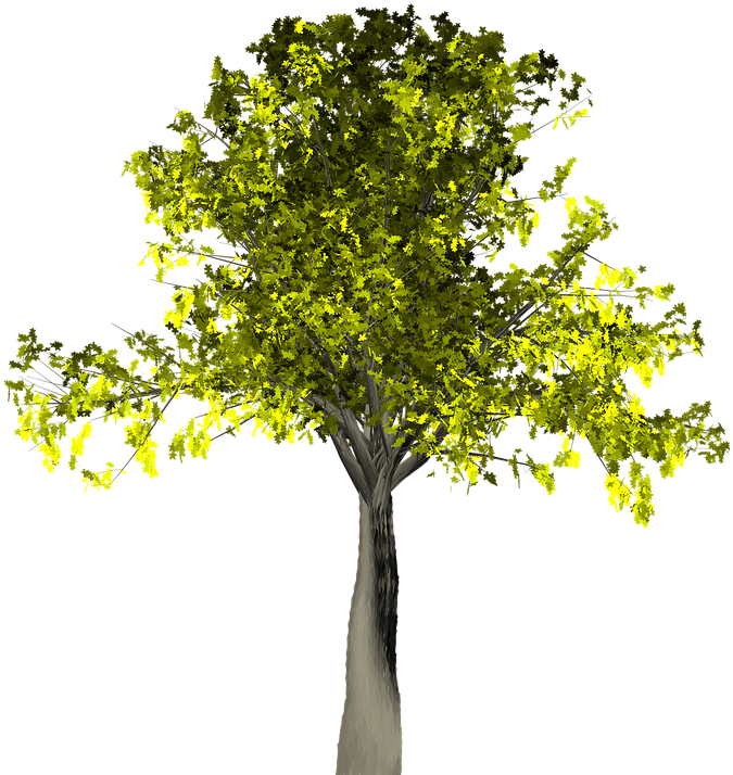 Willow Tree Vector 14, Buy Clip Art - Tree (720x720), Png Download