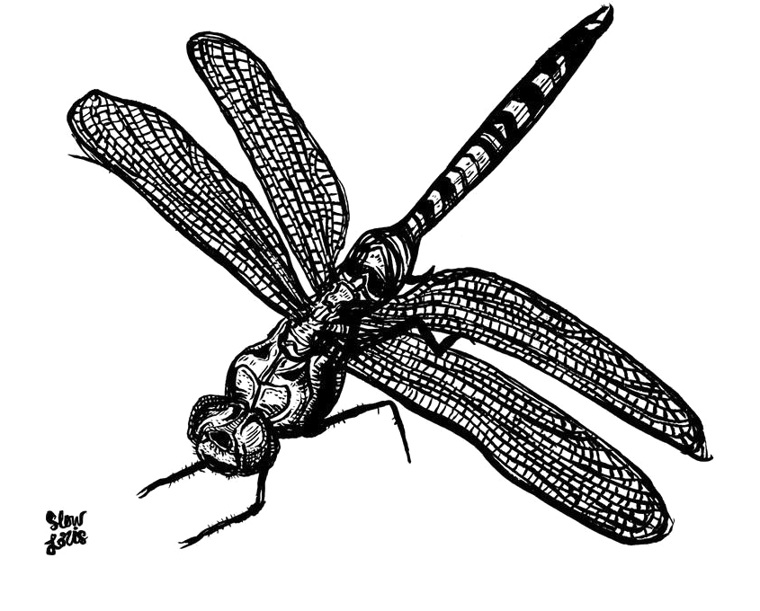 Dragonfly Free Png Image - Slow Loris (1000x1000), Png Download