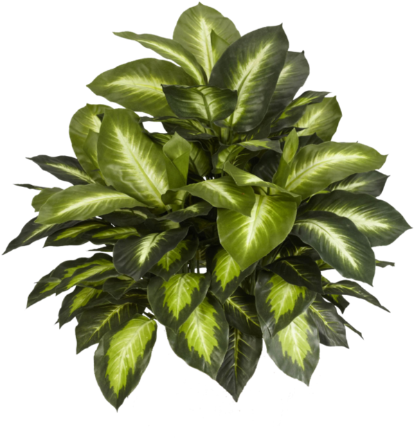 Download Indoor Plants Top View Png PNG Image with No Background