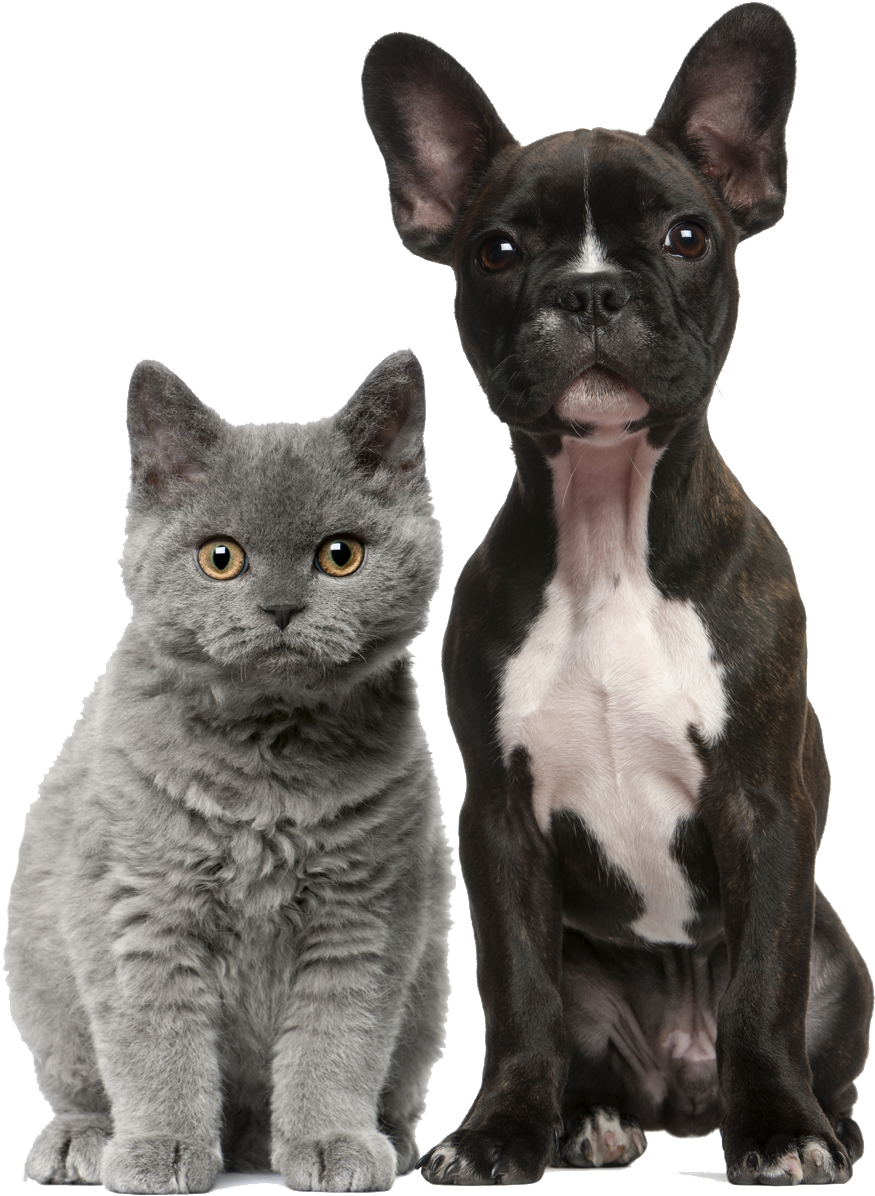 About Us - Pretty Cats And Dogs (980x1254), Png Download
