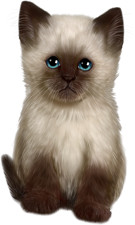 Cat (560x800), Png Download