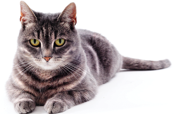 Cat Laying Down Front View (830x376), Png Download