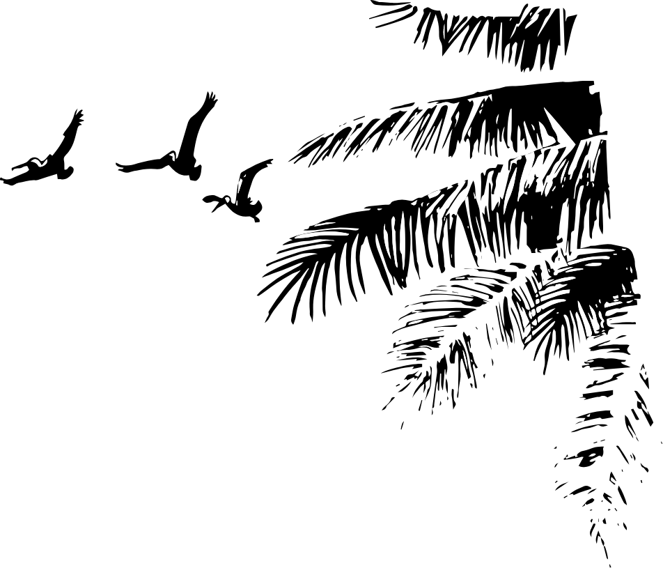 As "best Of Miami" And Will Keep You On The Road - Accipitriformes (952x815), Png Download