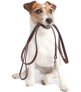 We Offer Mid Day Walks For Your Furry Friend - Untethered: Problem Solving Unshackled By Rhyme Or (1062x334), Png Download