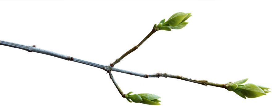 Branch Png 12, Buy Clip Art - Spring Tree Branch Png (960x676), Png Download