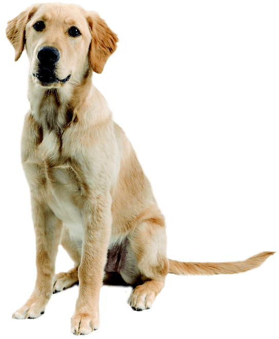 Golden Retriever Cross Labrador (552x663), Png Download