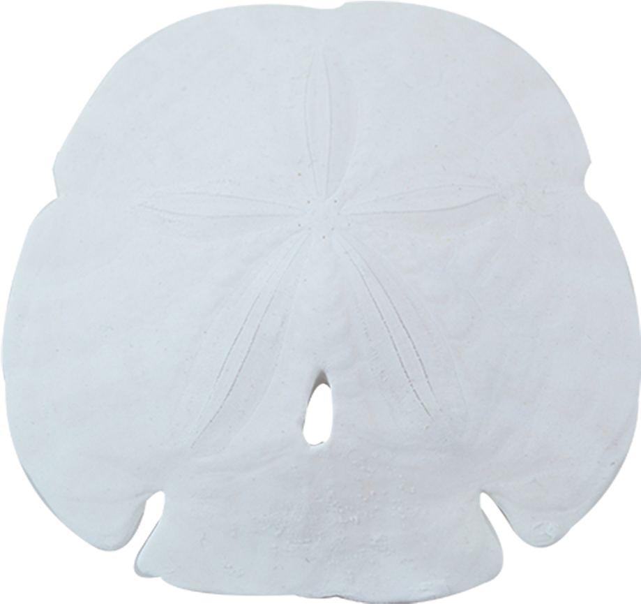 Sand Dollar (1100x1100), Png Download