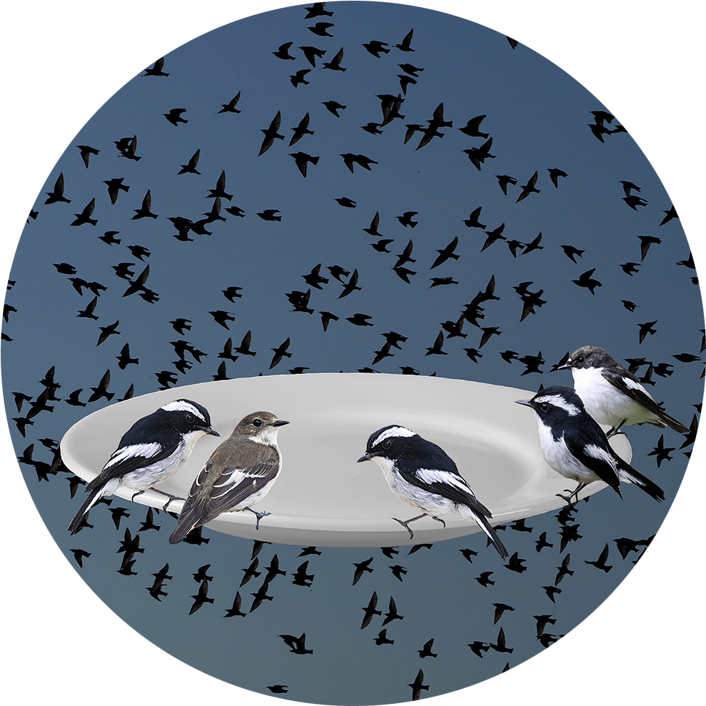 Phenologies Collages - Baranavichy (1024x1024), Png Download