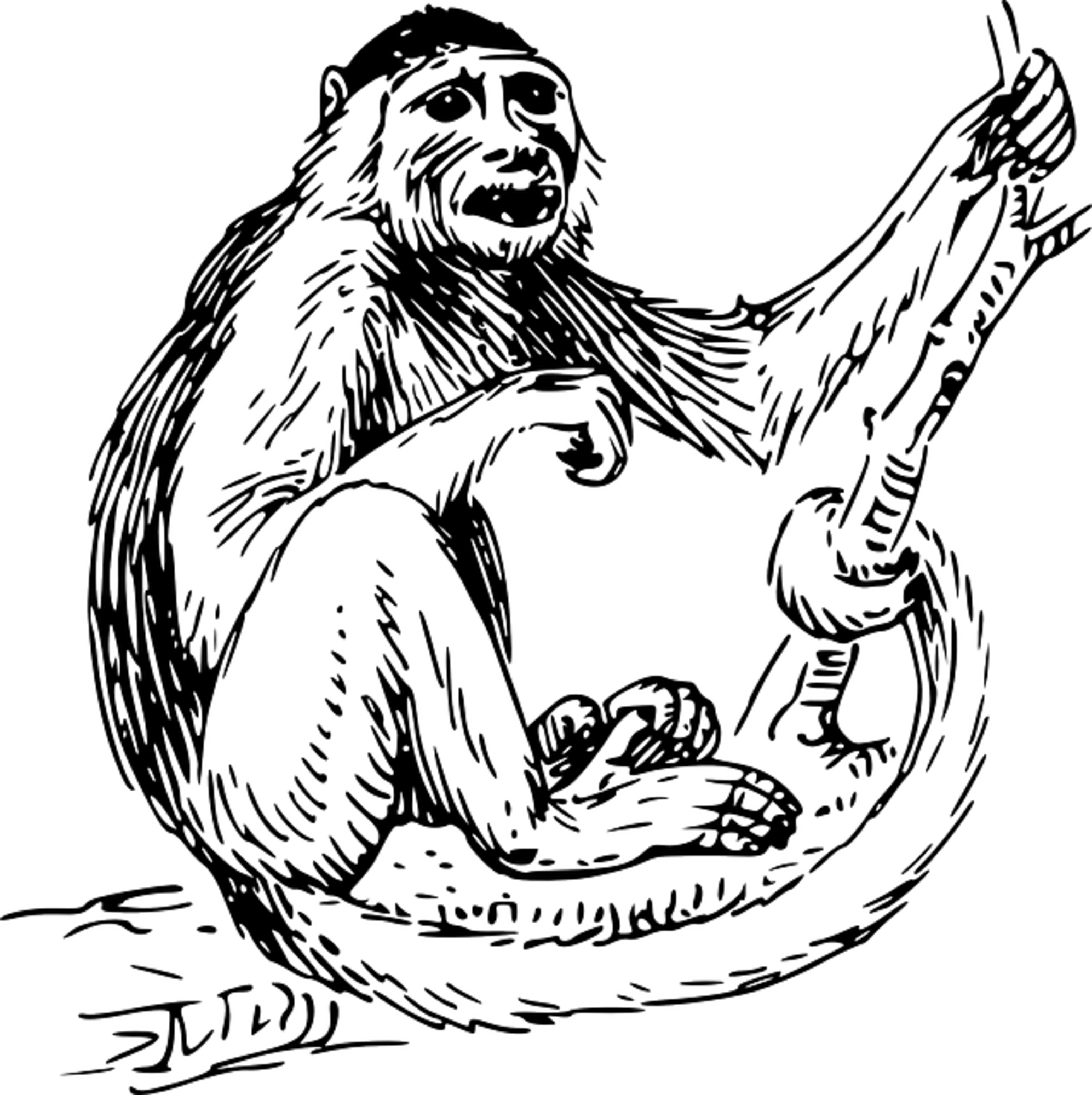 Gorilla Face Png (1994x2000), Png Download