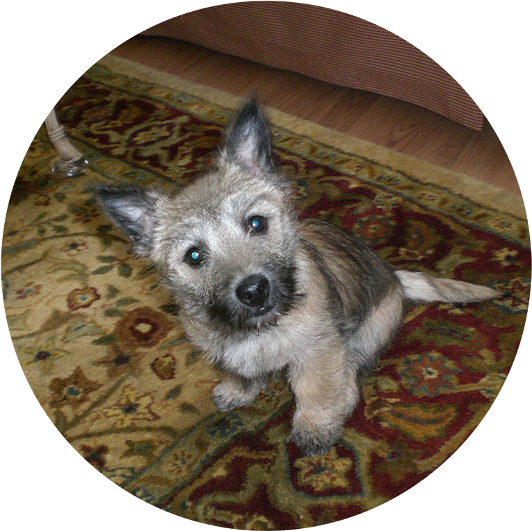 Puppy Training - Dog (800x781), Png Download