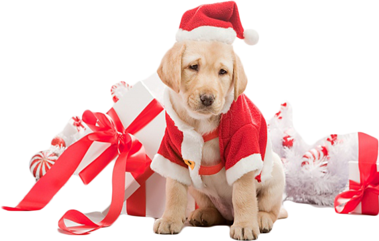 Puppy Png (1253x798), Png Download