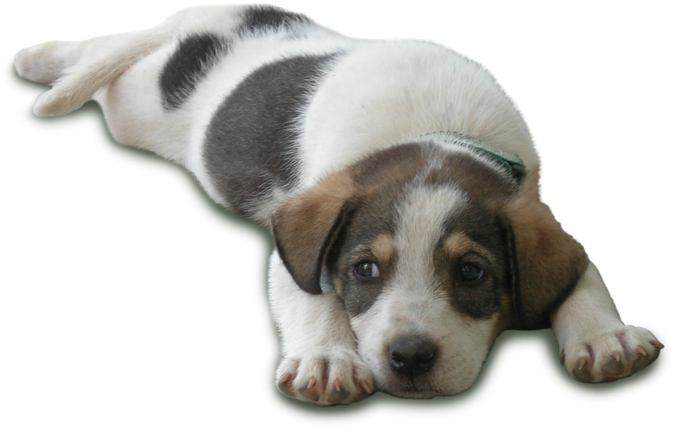 In 2008 We Were Invited To São Tome And Principe, Where - Tome Dog (1000x642), Png Download