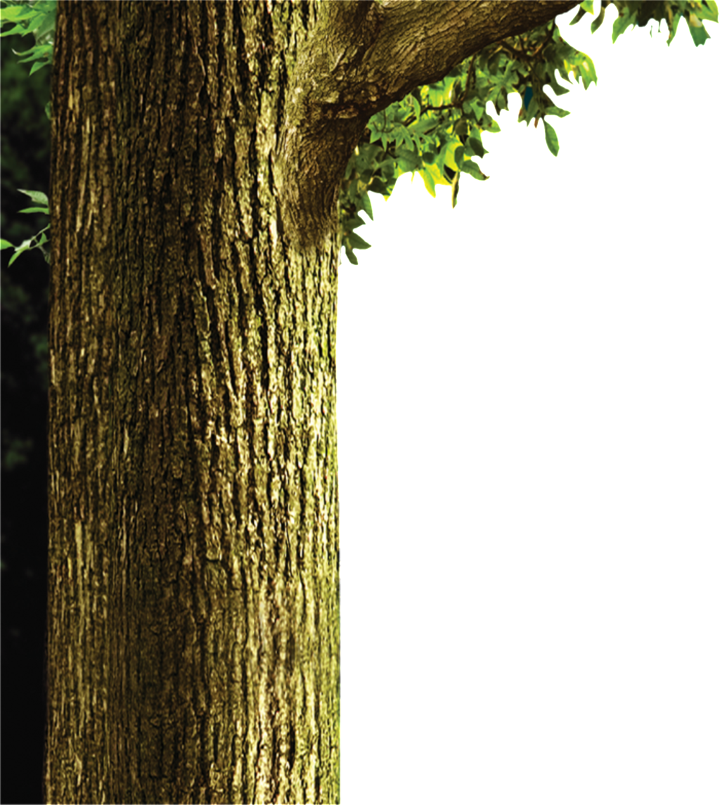 Painted Trunk Pattern Elements - Extra-terrestrial Delivery [book] (1024x1145), Png Download