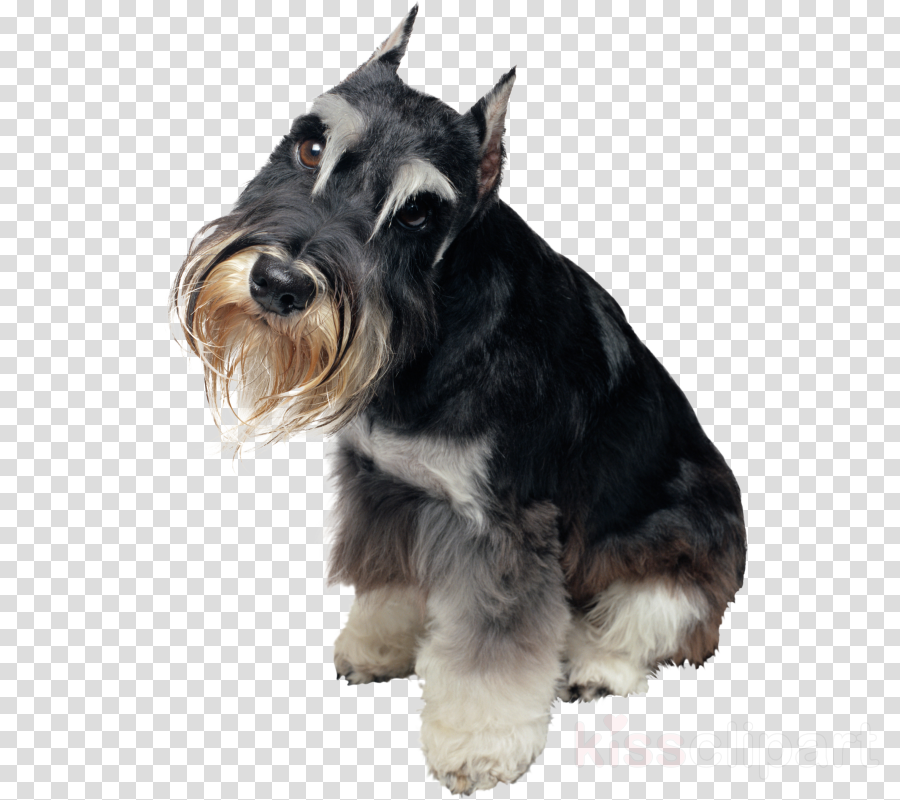 Download Schnauzer Png Clipart Miniature Schnauzer - Schnauzer Art Pendant, Schnauzer Necklace, Puppy Pendant, (900x800), Png Download