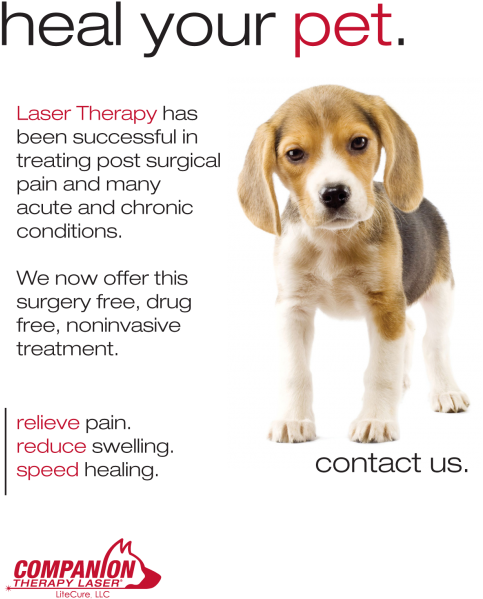 Laser Therapy Poster With Beagle Puppy - Companion Therapy Laser (500x623), Png Download