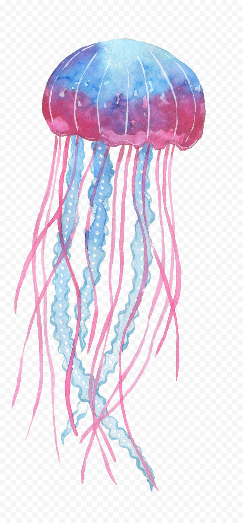 Box Jellyfish Png Transparent Image - Jelly Fish Png (800x1724), Png Download