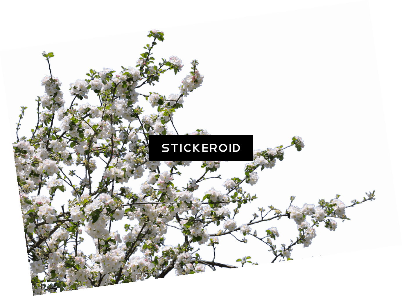 Tree Spring Flowers - Stick Tree Png (1384x1019), Png Download