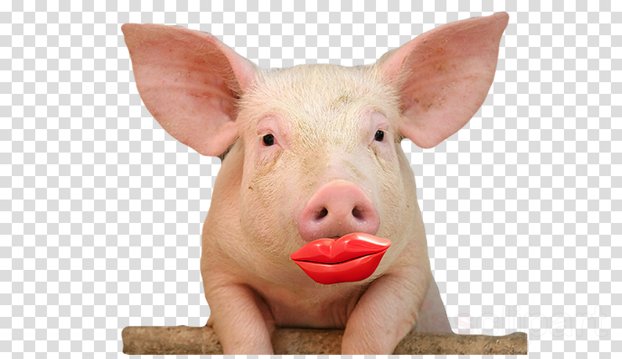 Download Pig Lipstick Clipart Lipstick On A Pig Pig - Best Pig In The World (900x520), Png Download