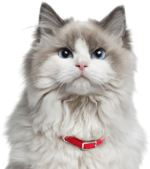 Norwegian Forest Kittens Cats - Ragdoll Cat (560x550), Png Download