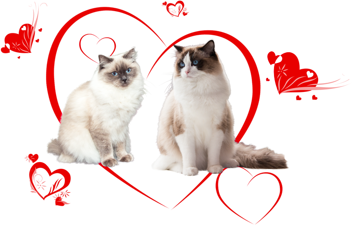Ragdoll Kittens Of Cissy And Zucchero - Ragdoll (840x490), Png Download