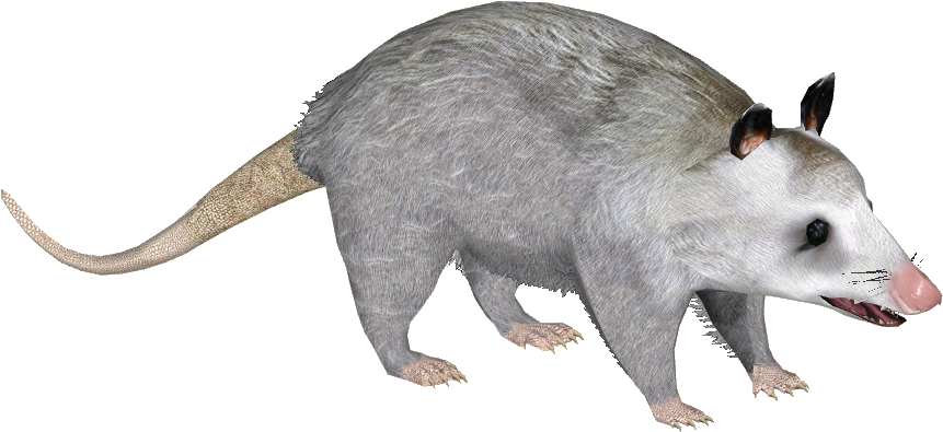 Common Opossum Y - Common Opossum (981x981), Png Download
