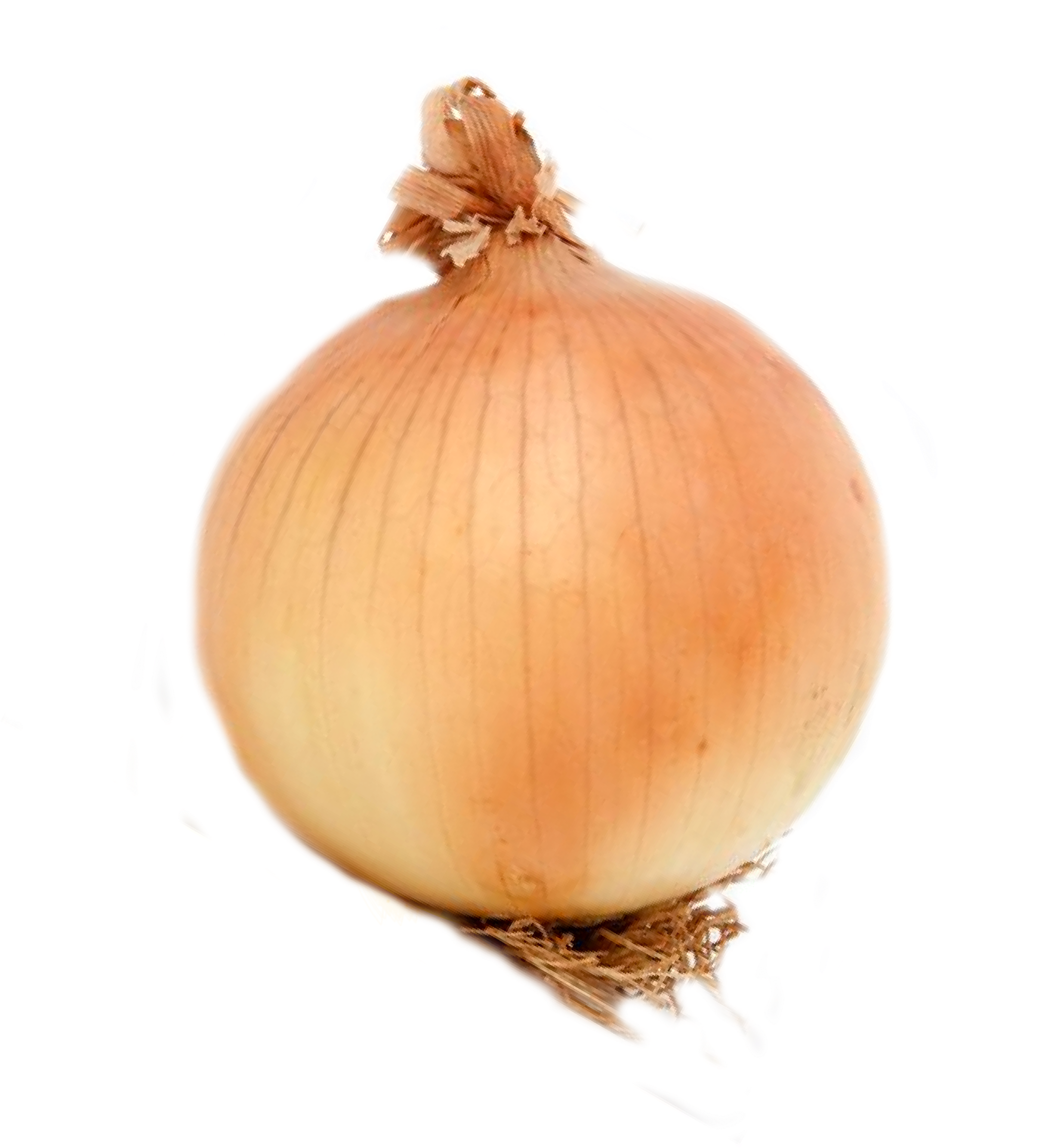 луковица раскраска. лук репчатый. луковица снаружи. луковица снаружи. луковица снаружи.