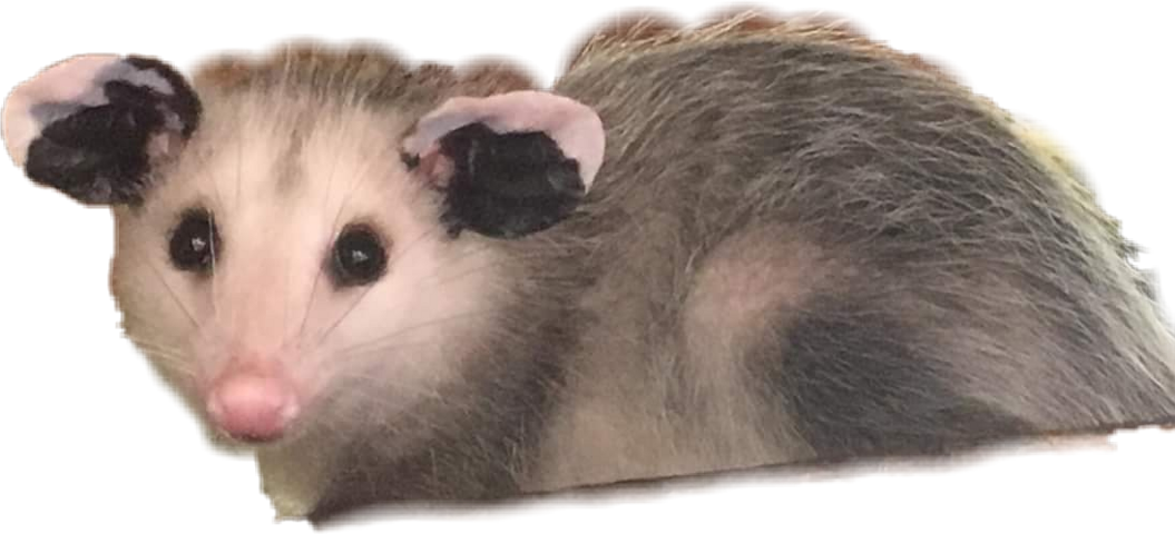 Virginia Opossum (1055x480), Png Download