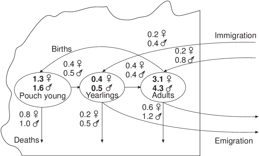 3 3 3 3 3 Annual Turnover In A Possum Population - Diagram (850x522), Png Download